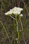 Baldwin's milkwort